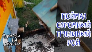 Поймал в ловушку огромный пчелиный рой. Показываю весь процесс заселения пчёл в улей. #пчёлы #пасека