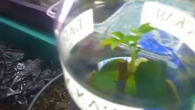 черенкование роз из букета под пластиковой бутылкой,прошла неделя смотреть онлайн