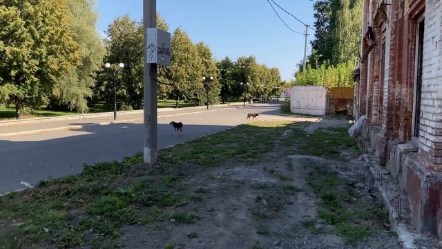 Улица Л. Толстого до проспекта Кирова / Прогулка по Бийску от первого лица смотреть онлайн