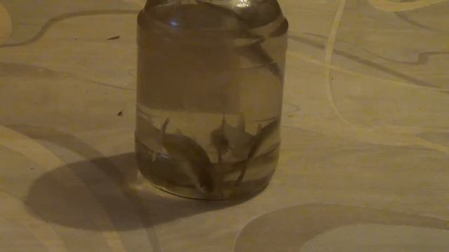 елец ловля на грабли лесосибирск смотреть онлайн