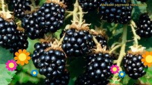 Ежевика садовая Агавам. Краткий обзор, описание характеристик rubus caesius Agavam