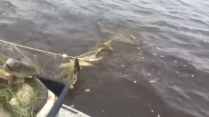 Иртыш рыбалка сетью