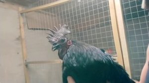 Куры породы Ухейилюй