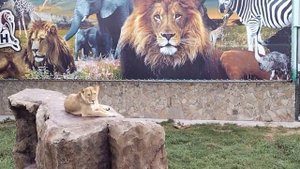 Вольер льва Симона.. У львицы Таисии отобрали рождённых котят..
