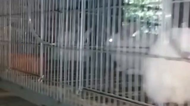 HYCOLE kelinci pedaging // rabbit farm || hycole rabbit farm смотреть онлайн