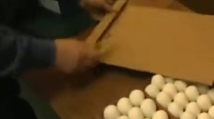 Обзор инкубатора Поседа М 33