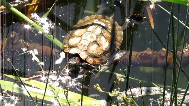 Красноухая черепаха в пруду смотреть онлайн