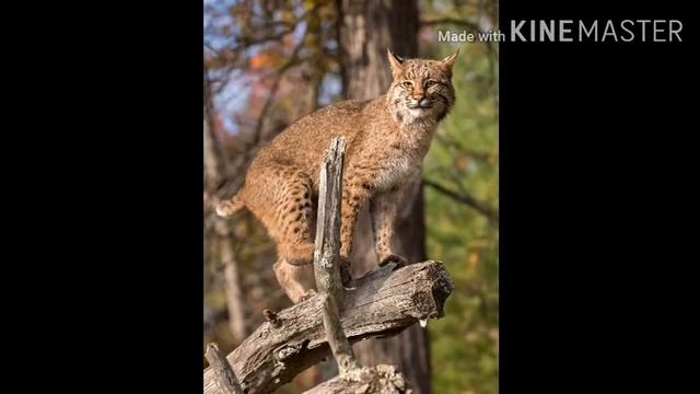 развитие речи смотреть онлайн