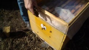 Начало сезона на пасеке.Весна для пчел.Осмотр на Мёд.скажу мёда нет у пчел.Будим