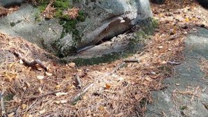 Загадочные парящие камни в уральском лесу: Свердловская область 24.09.2023 #екатеринбург #россия