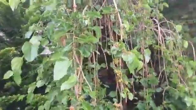 Кабардинка. Деревья корнями вверх сажаем на юге! смотреть онлайн