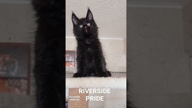 Чëрный Мейн Кун 2 месяца питомник Мейн Кунов Riverside Pride Московская область г. Чехов