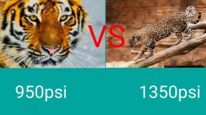 амурский тигр против ягуара кто силнее