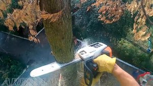 Режем сухую тую We cut dry thuja