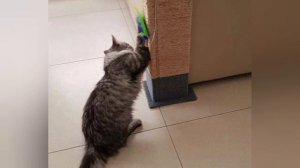 НИШТЯЧКИ ДЛЯ КОТОВ И КОШЕЧЕК