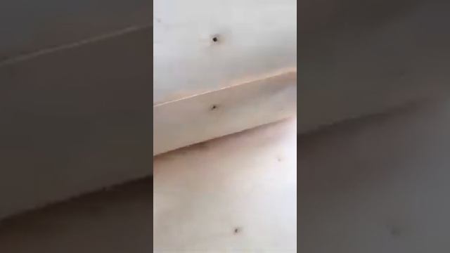 Производим шпон