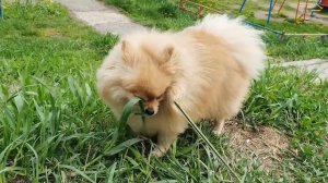 Бася Шпиц - эксперт по траве!