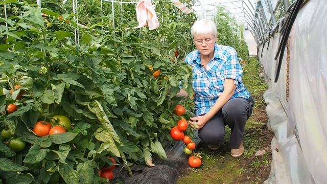Раннеспелый томат "Большая мамочка" - один из лучших сортов для любительских огородов.