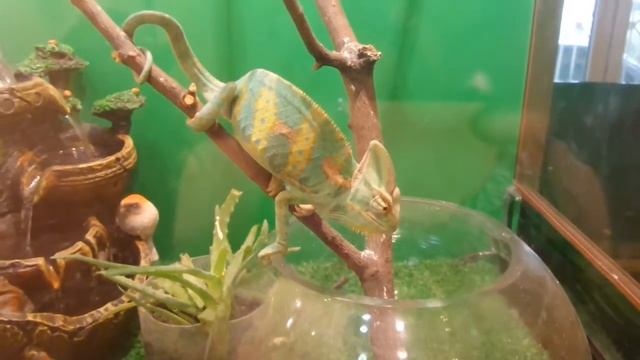 Кормим Ринго :) или - " Вот и нету таракана, вот и нету великана смотреть онлайн