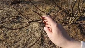 Омолаживающая обрезка метельчатой гортензии