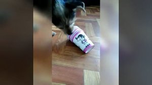 DIY / ПРОСТАЯ РАЗВИВАЮЩАЯ ИГРУШКА  ДЛЯ СОБАКИ СВОИМИ РУКАМИ