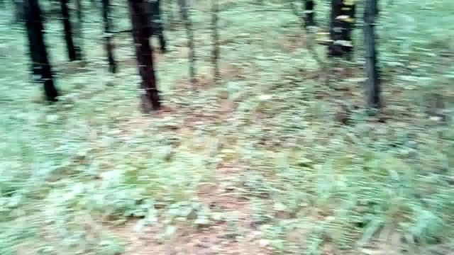 Идём в лес за грибами/Как чистить грибы смотреть онлайн