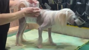 👍🐕Как правильно одеть поясок от меток🐕👍