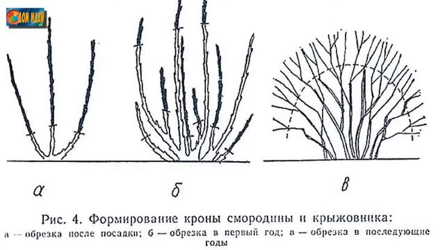 Как обрезать крыжовник осенью фото Осенняя обрезка крыжовника - залог долголетнего урожая. - смотреть видео онлайн 