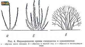 Осенняя обрезка крыжовника - залог долголетнего урожая.