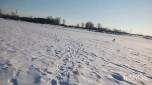 зимняя рыбалка на курбатовском затоне. 19.03.22