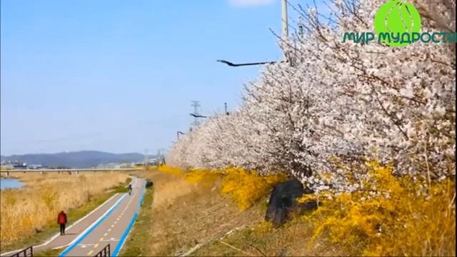 Карлос Кастанеда Учение Дона Хуана Аудиокнига часть