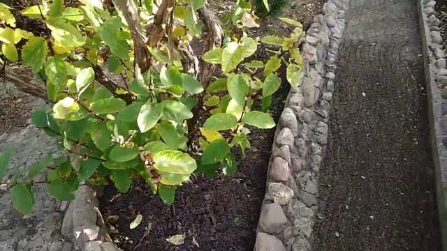 Окультуривание,,одичавшего,,участка сада.Часть 1 смотреть онлайн