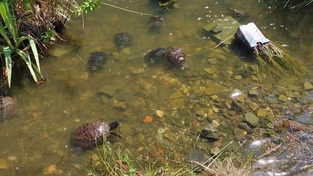 Красноухие черепахи в "Аптекарском огороде" смотреть онлайн