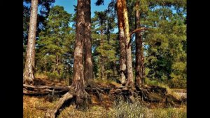 "То не ветер ветку клонит"