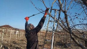 ОБРЕЗКА АБРИКОСА НА ДОМАШНЕМ УЧАСТКЕ 2022