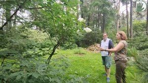 Видео журнал "СОФ №109" О ГОРТЕНЗИЯХ в дизайне и в структуре сада