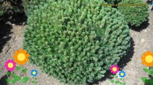 Сосна горная Мини Мопс. Краткий обзор, описание характеристик, где купить pinus mugo Mini Mops