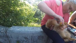 Шпиц мисс Николь ревнует. Щенок шпица Юни на прогулке с мамой Бэллой. Жара в Сибири