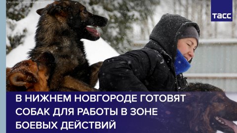 В Нижнем Новгороде готовят собак для работы в зоне боевых действий