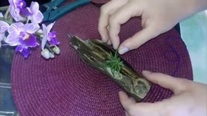 Посадка орхидеи chilochista на блок