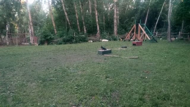 Комплекс ОКД для мини собачки.