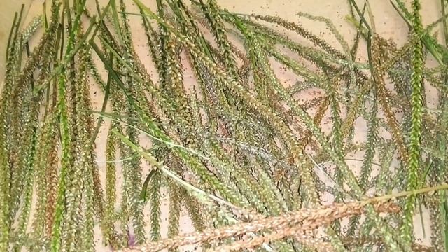 Семена Подорожника: Лечебные Свойства. От Каких Болезней, Кому и Как Принимать! Рецепты смотреть онлайн