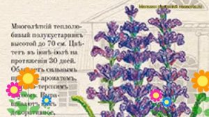 Лаванда Южанка (Лаванда). Краткий обзор, описание характеристик, где купить семена lavandula