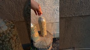 Хранение семян гороха до следующий посадки или как сохранить семена гороха от вредителей