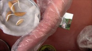 Семена дыни.  Замачивание семян двумя способами.