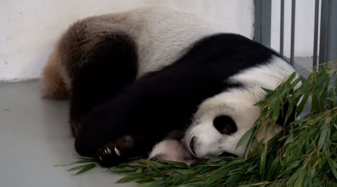 Лучшая мать: как панда Диндин заботится о маленькой дочке