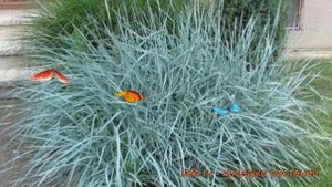 Колосняк песчаный Блю Дюн ? обзор: как сажать, саженцы колосняка Блю Дюн