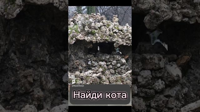 Найди кота