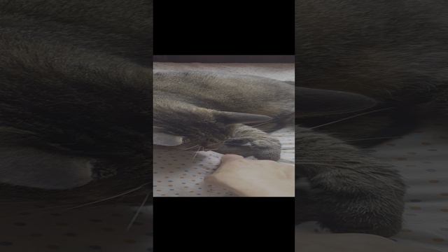 руки или ноги🤨 смотреть онлайн