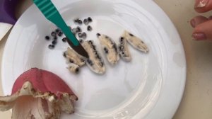 Банан розовый Musa velutina